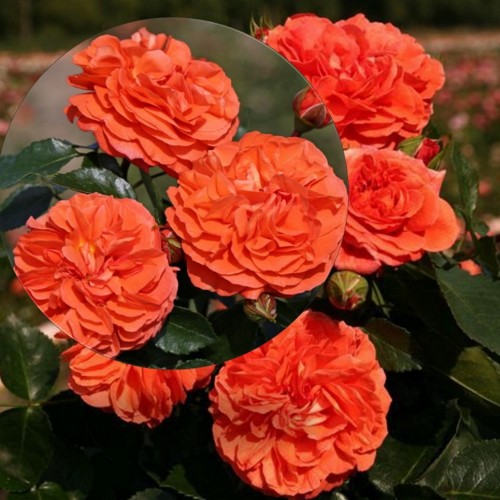 Rosa 'Orangerie' - Roos 'Orangerie'